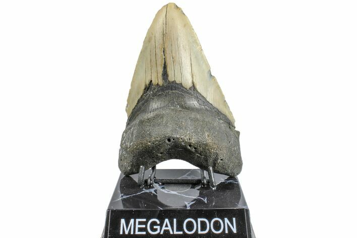 Fossil Megalodon Tooth - North Carolina #165420